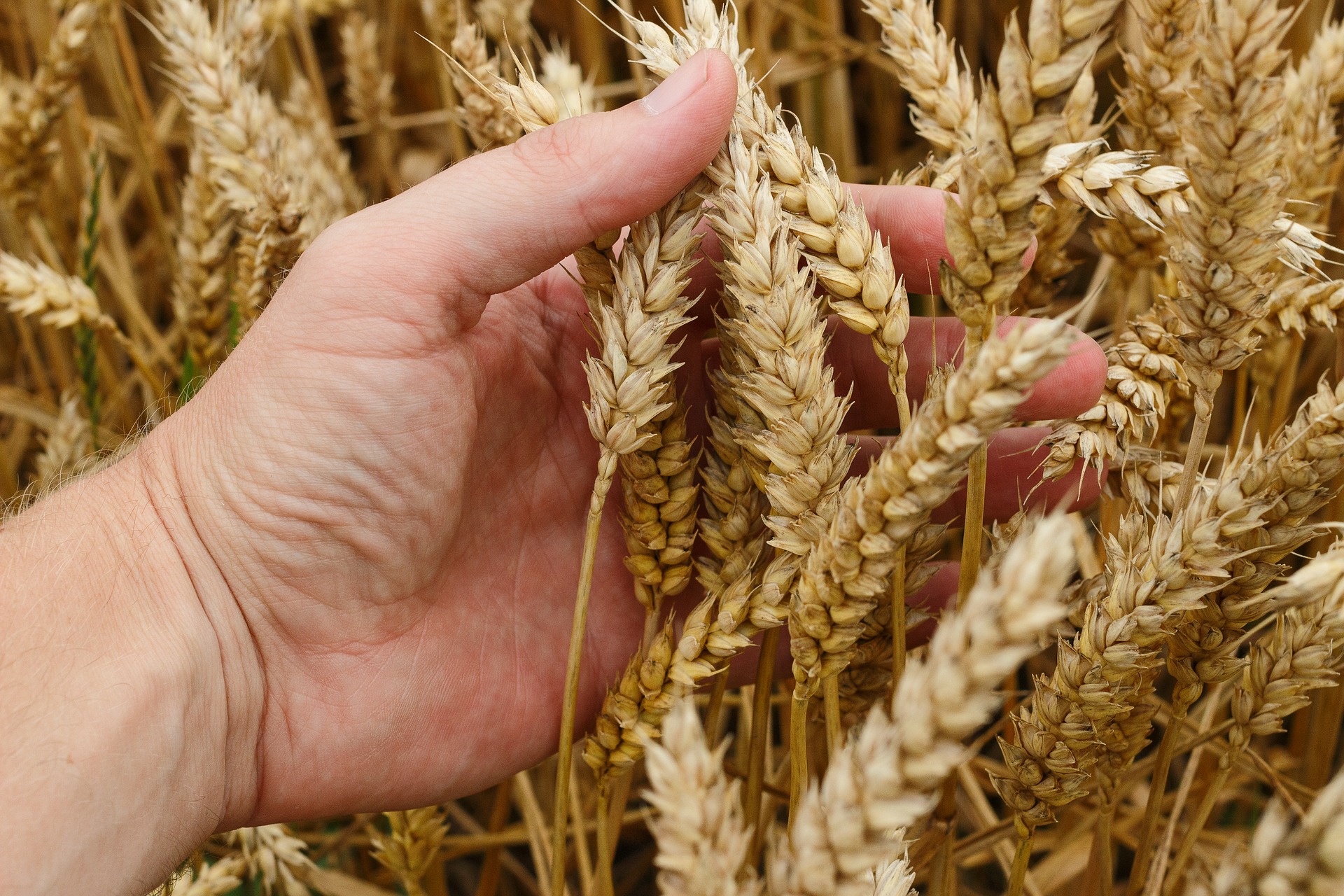Agronomi